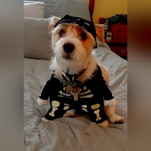 Vibrant Life Halloween Dog Costume and Cat Costume